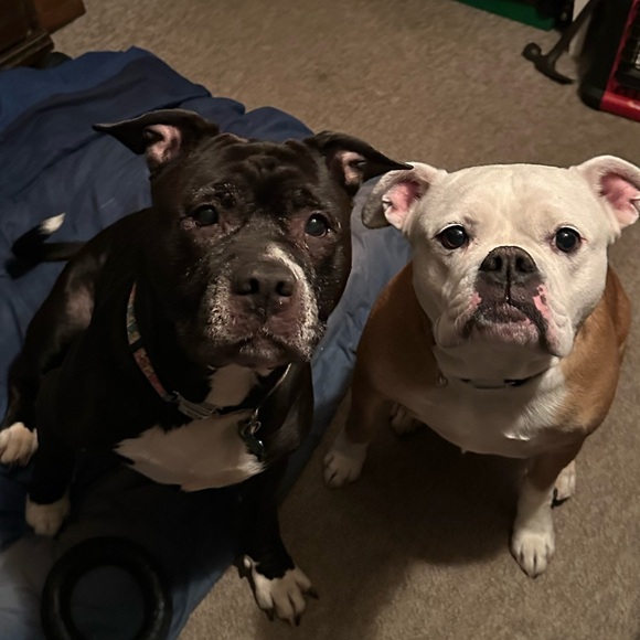 In Memory of Athena Bean - Picture 5 of 12